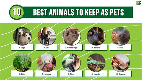 The 10 best pet